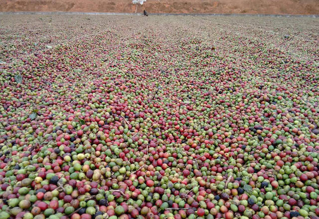 preço do café cai mais de 6%