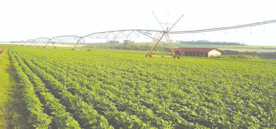 Preços agropecuários: alta de 0,83% no fechamento do mês de agosto