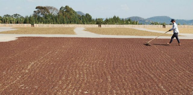 Cotação do café sobe quase 2% após preocupação com chuvas no Brasil